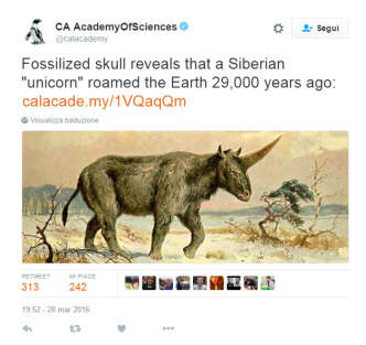 unicorno_siberiano_viral_news_rds