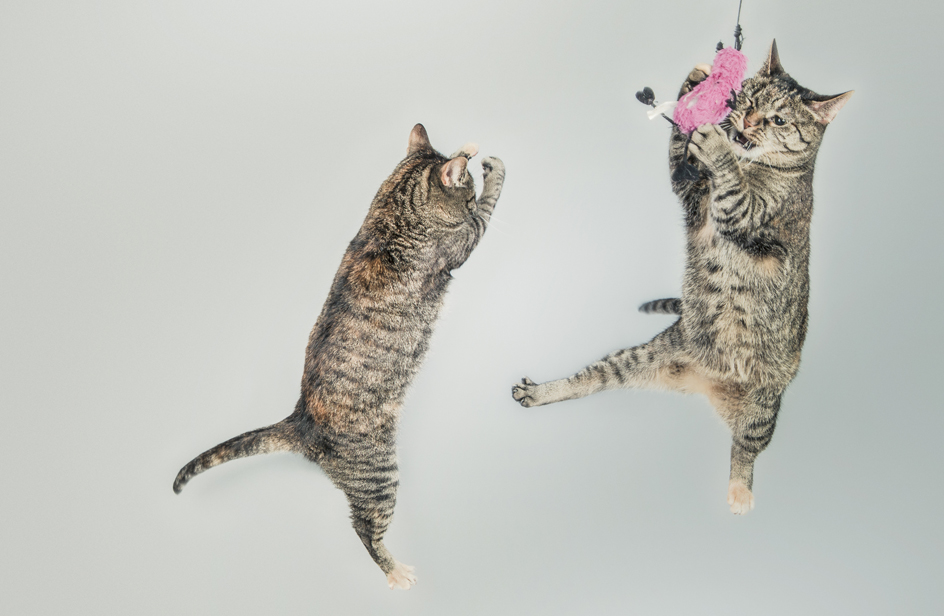 Il nostro amico gatto vuole davvero compagnia?