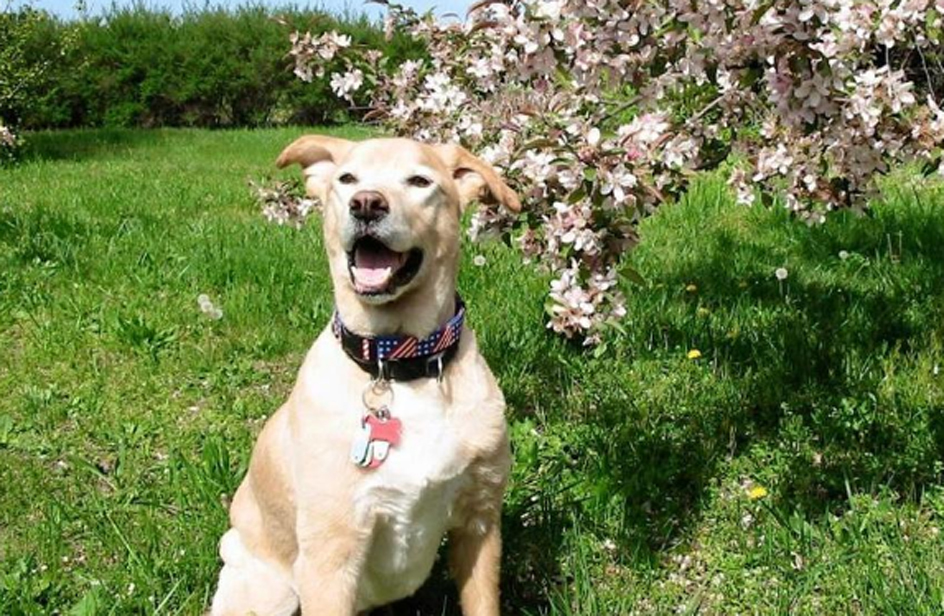 Gonker il cane che ha commosso gli USA
