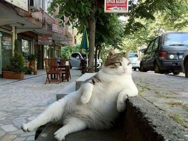 tombili_gatto_statua
