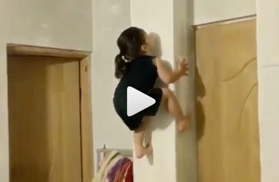 Rettile Che Si Arrampica Sui Vetri